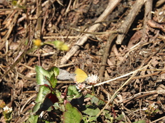 Heliophorus