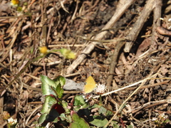 Heliophorus