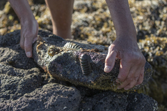Ischnochiton australis