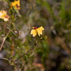 Goodenia trinervis