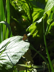 Heliophorus epicles