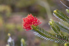 Melaleuca velutina