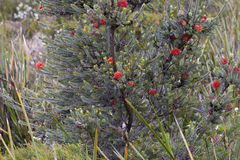 Melaleuca velutina