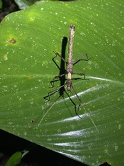 Creoxylus