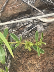 Limeum viscosum transvaalense