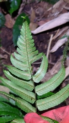 Dryopteris scottii