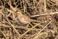 Spizella pallida