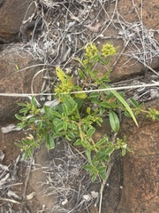 Limeum viscosum transvaalense