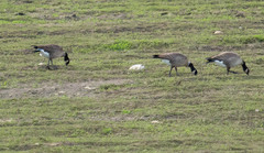 Branta hutchinsii