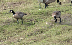 Branta hutchinsii