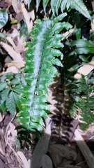 Hymenasplenium excisum