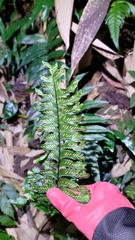 Hymenasplenium excisum