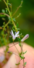 Wahlenbergia rubioides