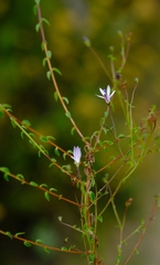 Wahlenbergia rubioides