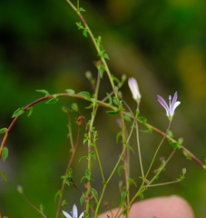 Wahlenbergia rubioides