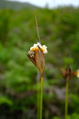 Bobartia macrospatha anceps
