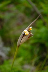 Bobartia macrospatha anceps