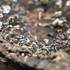 Physarum globuliferum