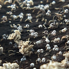 Physarum globuliferum