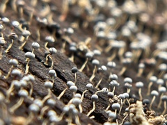 Physarum globuliferum