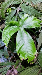Tectaria polymorpha