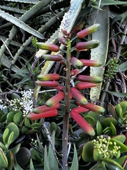 Asphodeloideae