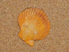 Mimachlamys asperrima