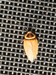 Ellipsidion reticulatum