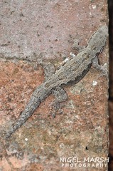 Hemidactylus platyurus