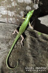 Lamprolepis smaragdina