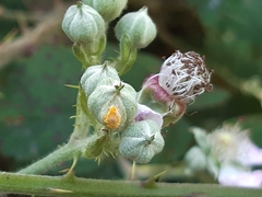 Phragmidium violaceum
