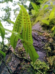 Lemmaphyllum rostratum