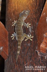 Gekko gecko