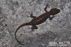 Cyrtodactylus marmoratus