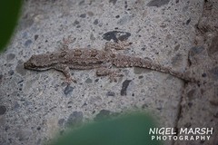 Hemidactylus platyurus