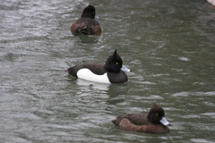 Aythya fuligula