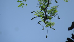 Schizolobium parahyba