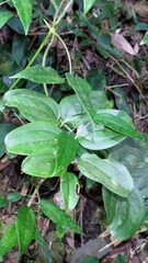 Smilax bracteata