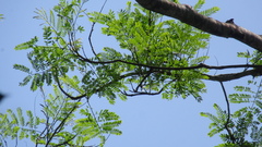 Schizolobium parahyba