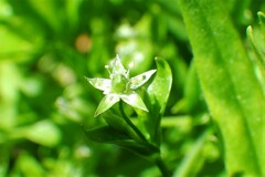 Stellaria calycantha