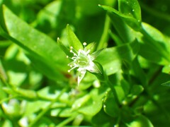 Stellaria calycantha