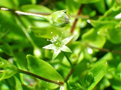 Stellaria calycantha