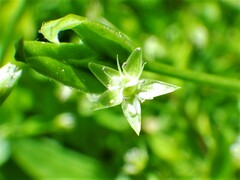 Stellaria calycantha