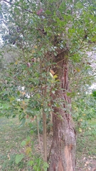 Syzygium formosanum