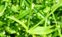 Stellaria calycantha