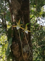 Angraecum bicallosum image