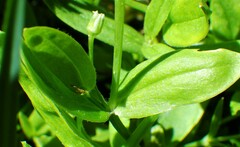 Stellaria calycantha