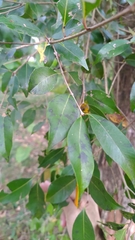 Syzygium formosanum