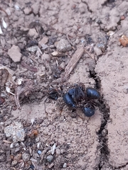 Camponotus compressus
