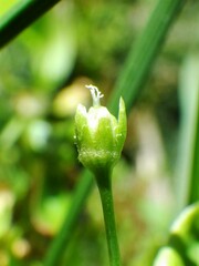 Stellaria calycantha